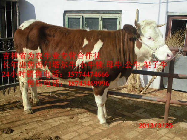 尖山区吉林正规养殖场 四平繁育肉牛 肉牛交易市场 哪里牛源多