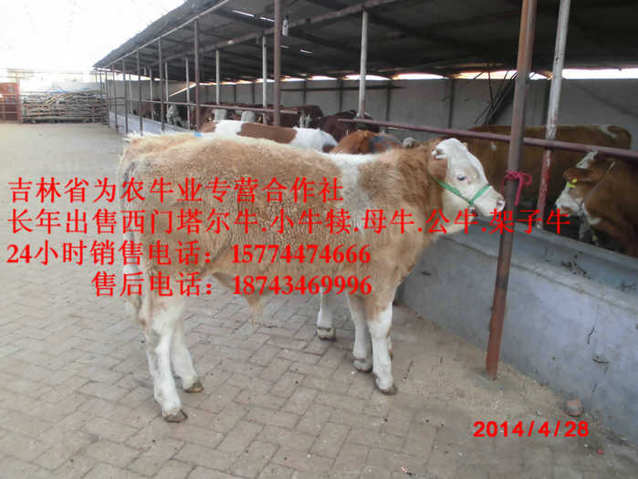 宾县出售西门塔尔牛 东北养殖场 吉林养殖牛场 东北正规养殖场