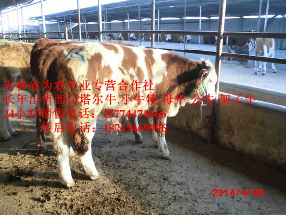 红星区营城子西门塔尔&nbsp;&nbsp;牛病防治&nbsp;&nbsp;东北养殖场&nbsp;&nbsp;东北哪里买牛犊