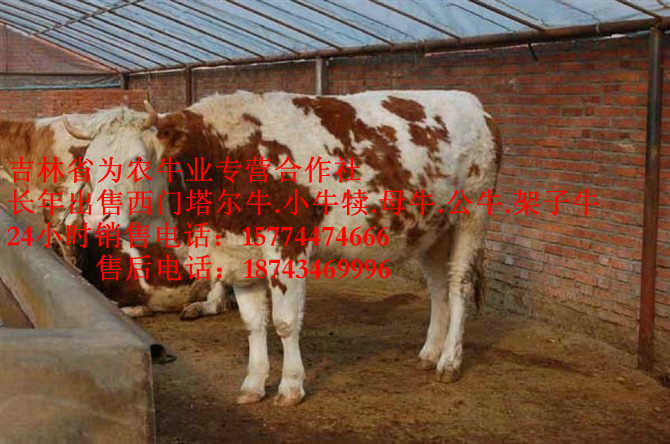 本溪满族自治县黄牛交易市场 西门塔尔牛批发 东北牛犊价格 什么牛长得最快