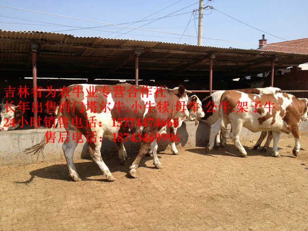 昂昂溪区营城子肉牛&nbsp;&nbsp;吉林养殖牛场&nbsp;&nbsp;吉林牛犊价格&nbsp;&nbsp;吉林夏洛莱牛