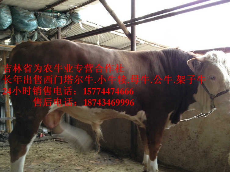 双城市吉林养殖合作社&nbsp;&nbsp;吉林繁育母牛&nbsp;&nbsp;东北哪里牛便宜&nbsp;&nbsp;什么牛长得最快