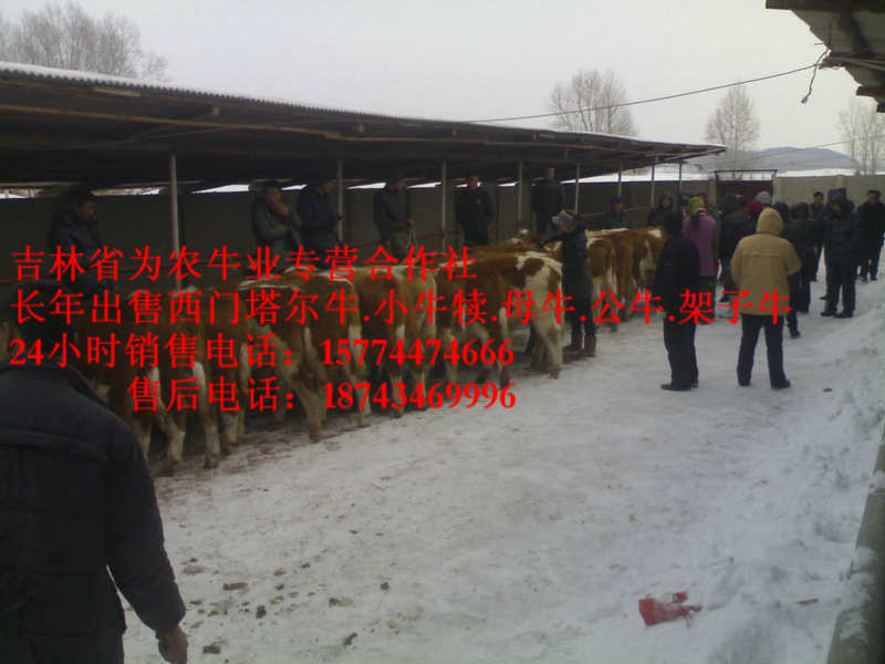 科尔沁左翼后旗营城子西门塔尔 什么牛长得快 售西门塔尔牛犊 东北牛犊价格