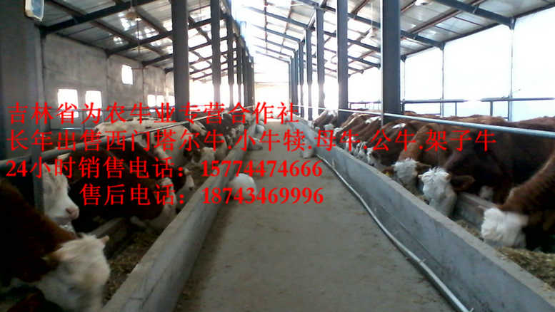 嫩江县什么牛最好养&nbsp;&nbsp;营城子牛品种&nbsp;&nbsp;吉林繁育母牛&nbsp;&nbsp;夏落来牛价格