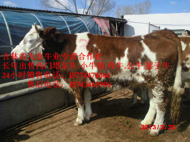 凉城县吉林繁育母牛&nbsp;&nbsp;西门塔尔改良牛&nbsp;&nbsp;营城子西门塔尔&nbsp;&nbsp;营城子牛品种