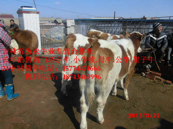 松原市东北养殖牛场&nbsp;&nbsp;东北改良牛市场&nbsp;&nbsp;西门塔尔架子牛&nbsp;&nbsp;营城子在哪里