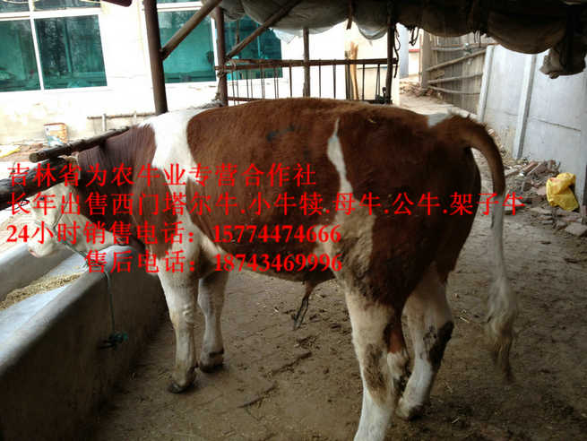 虎林市东北正规养殖场&nbsp;&nbsp;营城子肉牛&nbsp;&nbsp;四平繁育母牛&nbsp;&nbsp;吉林哪里牛价低