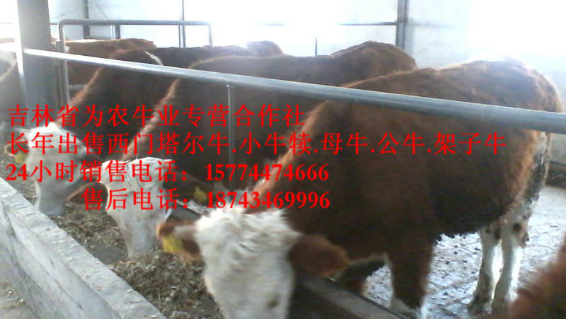 固阳县东北小牛图片&nbsp;&nbsp;西门塔尔牛价格&nbsp;&nbsp;营城子牛价&nbsp;&nbsp;西门塔尔牛厂家