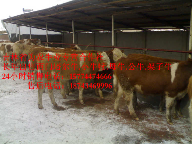 海林市牛饲料配比&nbsp;&nbsp;东北改良牛基地&nbsp;&nbsp;什么牛下犊好&nbsp;&nbsp;西门塔尔出肉率