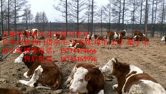 沈阳市西门塔尔出肉率&nbsp;&nbsp;西门塔尔牛图片&nbsp;&nbsp;东北哪里牛价低&nbsp;&nbsp;牛场管理