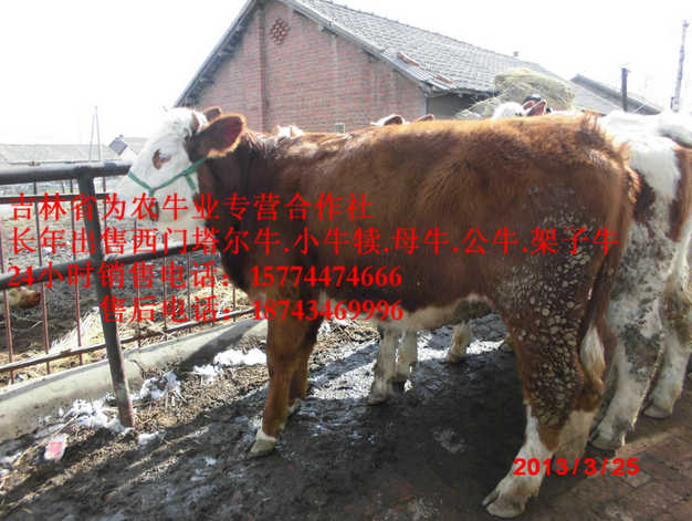 于洪区售西门塔尔牛犊&nbsp;&nbsp;东北改良牛市场&nbsp;&nbsp;四平繁育母牛&nbsp;&nbsp;东北改良牛基地