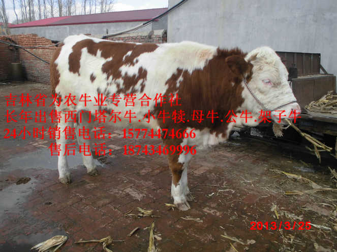 于洪区售西门塔尔牛犊&nbsp;&nbsp;东北改良牛市场&nbsp;&nbsp;四平繁育母牛&nbsp;&nbsp;东北改良牛基地
