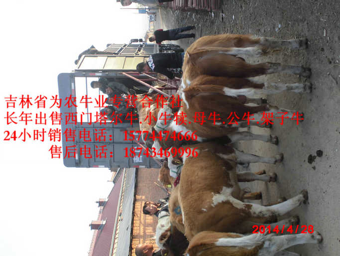 新青区东北西门塔尔牛&nbsp;&nbsp;哪里牛源多&nbsp;&nbsp;营城子在哪里&nbsp;&nbsp;西门塔尔种牛