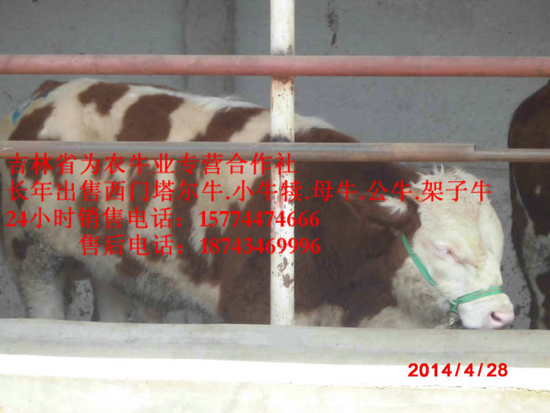 梨树区吉林正规养殖场 什么牛下犊好 东北养殖牛场 东北夏洛莱牛