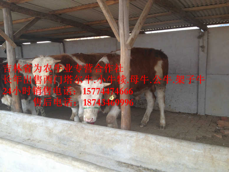 凤城市西门塔尔母牛&nbsp;&nbsp;东北正规养殖场&nbsp;&nbsp;什么牛最好养&nbsp;&nbsp;西门塔尔牛犊
