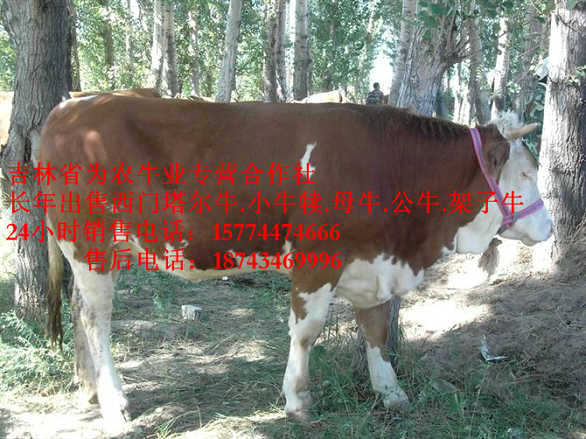 凤城市西门塔尔母牛&nbsp;&nbsp;东北正规养殖场&nbsp;&nbsp;什么牛最好养&nbsp;&nbsp;西门塔尔牛犊