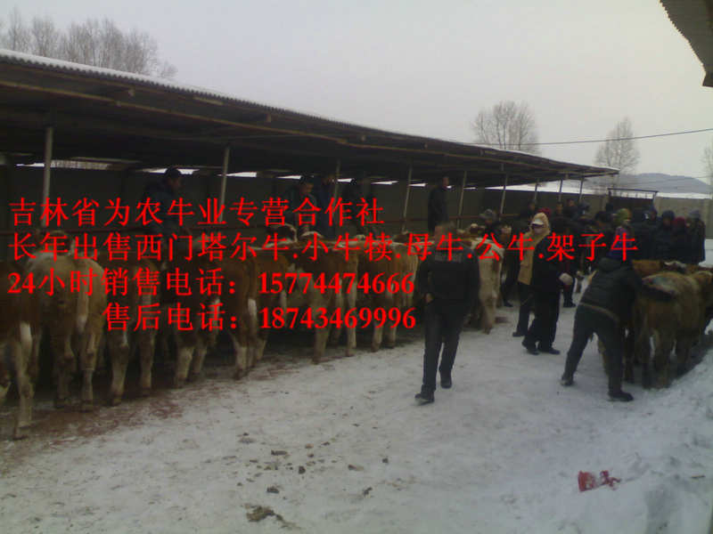 爱辉区营城子在哪里&nbsp;&nbsp;哪里牛源多&nbsp;&nbsp;西门塔尔牛价格&nbsp;&nbsp;西门塔尔母牛