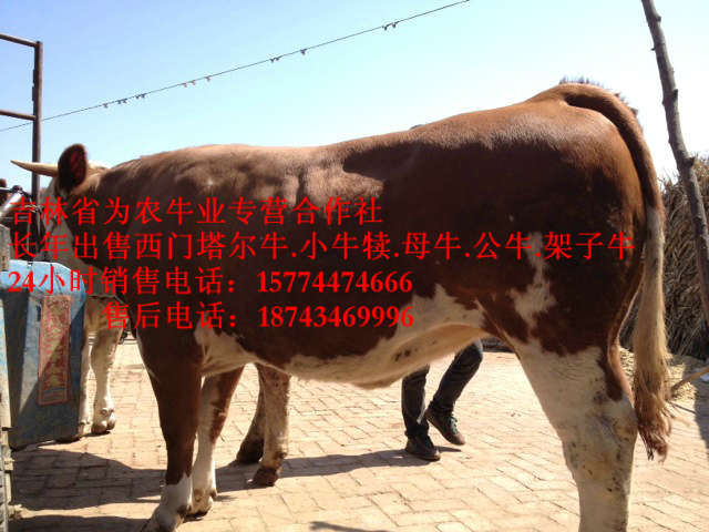 南票区东北改良牛基地&nbsp;&nbsp;东北牛犊价格&nbsp;&nbsp;东北哪里牛便宜&nbsp;&nbsp;西门塔尔牛图片