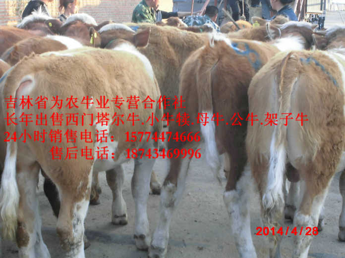 克什克腾旗东北黄牛&nbsp;&nbsp;西门塔尔改良牛&nbsp;&nbsp;吉林牛犊图片&nbsp;&nbsp;东北牛犊图片