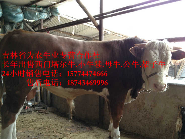 集贤县夏洛莱牛场家&nbsp;&nbsp;西门塔尔种牛&nbsp;&nbsp;四平繁育牛犊&nbsp;&nbsp;营城子西门塔尔