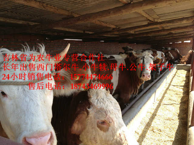 珲春市营城子牛品种&nbsp;&nbsp;东北正规养殖场&nbsp;&nbsp;哪里有西门塔尔&nbsp;&nbsp;东北养殖场