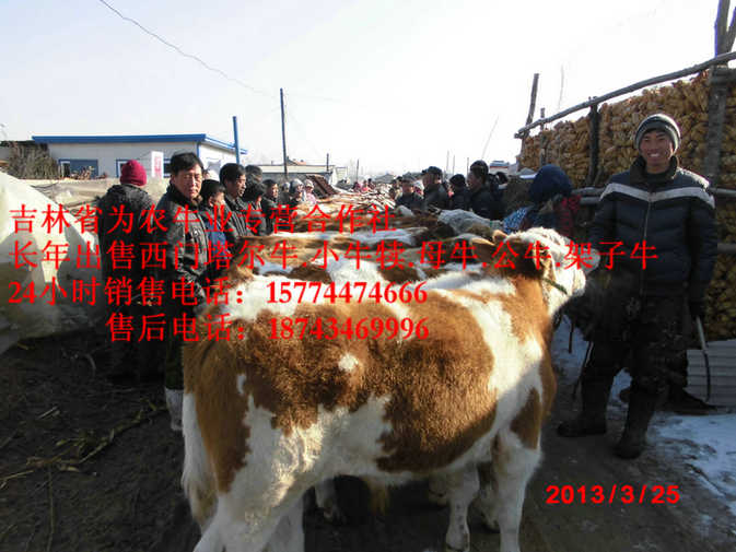 本溪满族自治县营城子牛场 东北西门塔尔牛 西门塔尔母牛 牛饲料配比