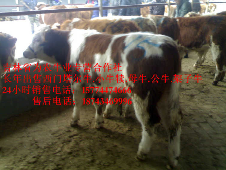 新城子区什么牛下犊好 吉林养殖合作社 东北改良牛市场 东北牛犊价格