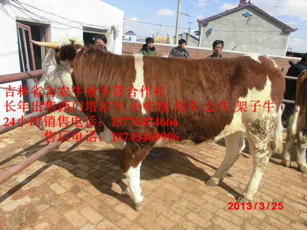 海勃湾区东北哪里牛价低 吉林小牛图片 西门塔尔架子牛 什么牛最好养