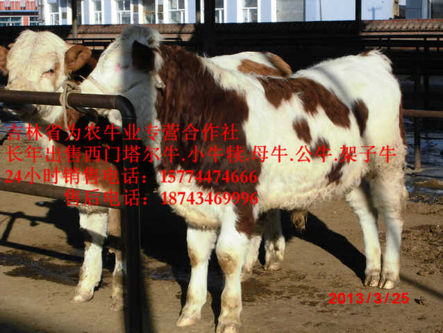 同江市西门塔尔架子牛&nbsp;&nbsp;西门塔尔肉牛&nbsp;&nbsp;东北哪里买牛犊&nbsp;&nbsp;东北养殖合作社