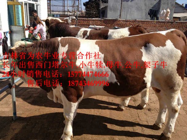 同江市西门塔尔架子牛&nbsp;&nbsp;西门塔尔肉牛&nbsp;&nbsp;东北哪里买牛犊&nbsp;&nbsp;东北养殖合作社