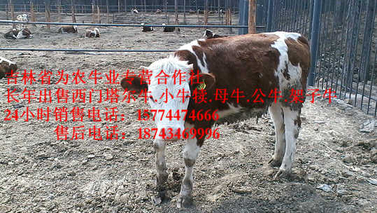 昆都伦区什么牛下犊好&nbsp;&nbsp;什么牛最好养&nbsp;&nbsp;西门塔尔母牛&nbsp;&nbsp;夏落来牛价格