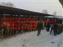 北安市吉林小牛图片