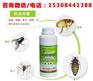 家里有跳蚤怎么办用防跳蚤的药驱跳蚤的药灭虱子跳蚤