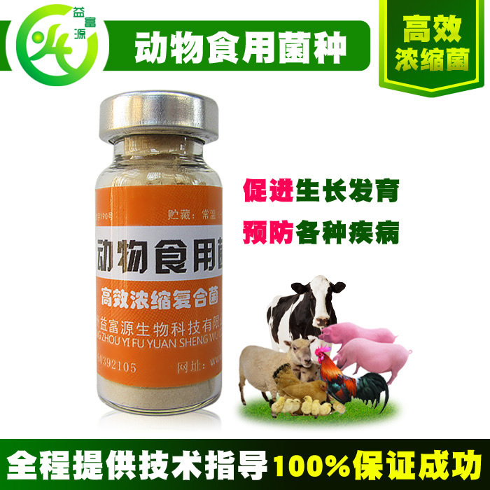 鸡相互啄毛现象怎么办动物专用em菌营养液  养鸡用em菌营养液
