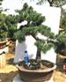 分水盆景：五针松盆景造型树桩高档庭院绿植 正宗五针松盆栽