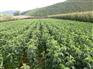 北京苹果小苗|供应山东优质的苹果小苗