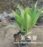 盆装紫玉簪基地_盆装紫玉簪销售基地