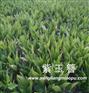 上盆紫玉簪花卉_上盆紫玉簪花卉苗木