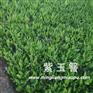 上盆紫玉簪批发_上盆紫玉簪大量批发