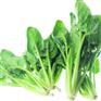 菠菜_欧标绿色蔬菜_有机食品_滋源云生活