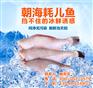 重庆耗儿鱼批发|重庆冰冻耗儿鱼批发