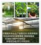 沈阳红颜草莓苗种苗 脱毒红颜草莓苗