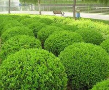 泰安茂军苗木专业合作社