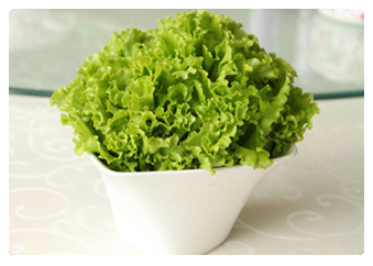 生菜/汉堡专用生菜厂家批发