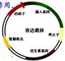 供应全基因合成3.80/bp