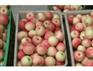 陕西苹果价格，嘎啦苹果基地，供应早熟苹果