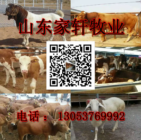 安徽省马鞍山市哪里有卖屠宰肉牛的场家?