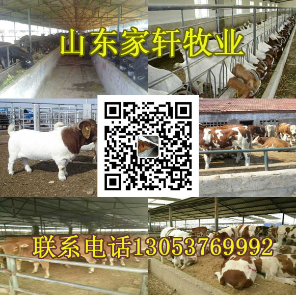 安徽省马鞍山市哪里有卖屠宰肉牛的场家?