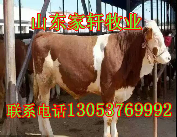 安徽省马鞍山市正规肉牛养殖场@家轩牧业