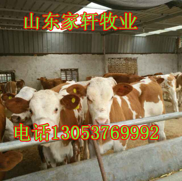 安徽省马鞍山市哪里有卖屠宰肉牛的场家?